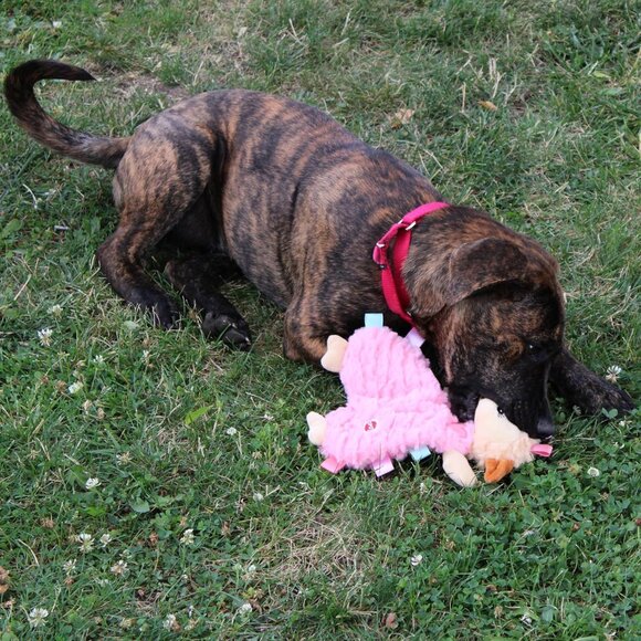 Soothers- Tabbie Lambie Dog Toy-Separation Anxiety Toys for Dogs, Stuffing Free, - Picture 8 of 9